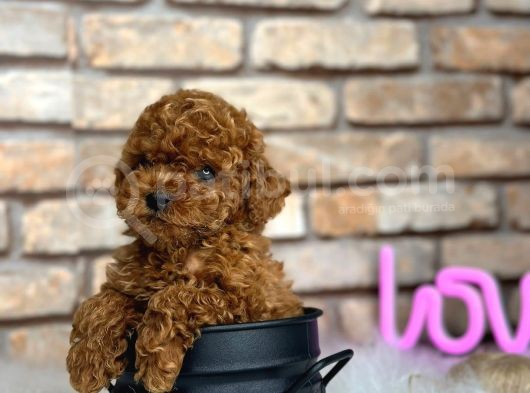 Show Kalite Toy Poodle Yavruları görsel