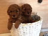 Toy Boy Poodle Bebeklerimiz