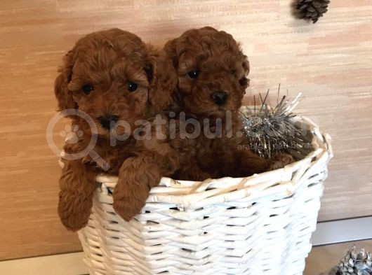 Toy Boy Poodle Bebeklerimiz görsel