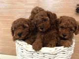 Toy Boy Poodle Bebeklerimiz