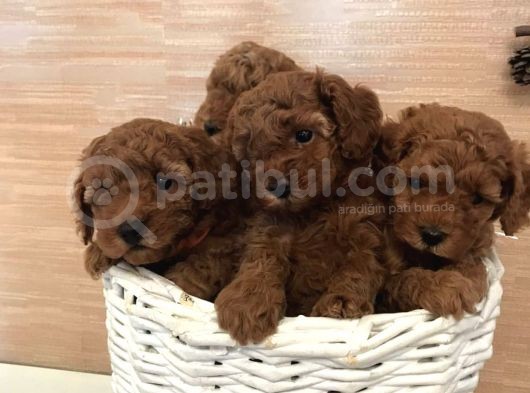 Toy Boy Poodle Bebeklerimiz görsel