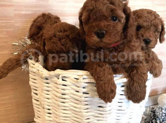 Toy Boy Poodle Bebeklerimiz görsel