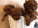 toy boy poodle bebeklerimiz