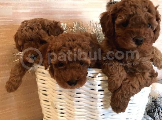 Toy Boy Poodle Bebeklerimiz