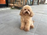 ToyBoy Poodle Apricot