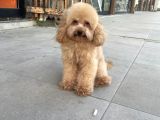 Toy poodle 1 buçuk kg yetişkin erkek