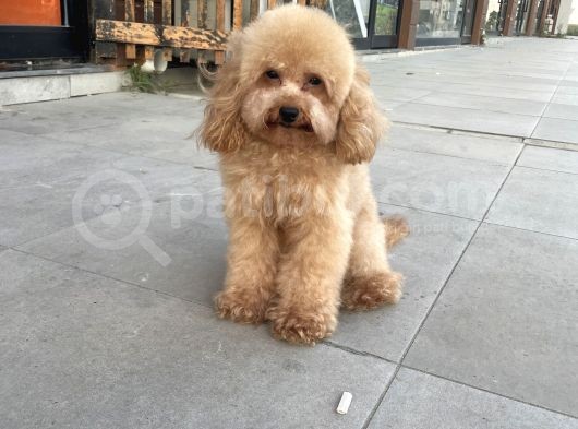 Toy Poodle 1 Buçuk Kg Yetişkin Erkek