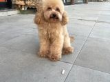 Toyboy Poodle Apricot