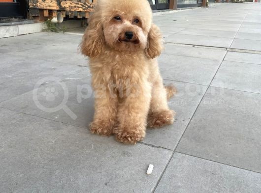 Toyboy Poodle Apricot görsel
