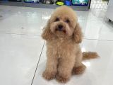 Toyboy Poodle Apricot
