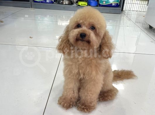 Toyboy Poodle Apricot görsel