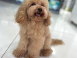 Toyboy Poodle Apricot