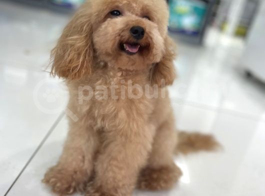 Toyboy Poodle Apricot görsel
