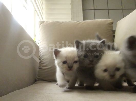 Canlı Peluşlar görsel