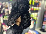 Toypoodle Black Yavrularimiz
