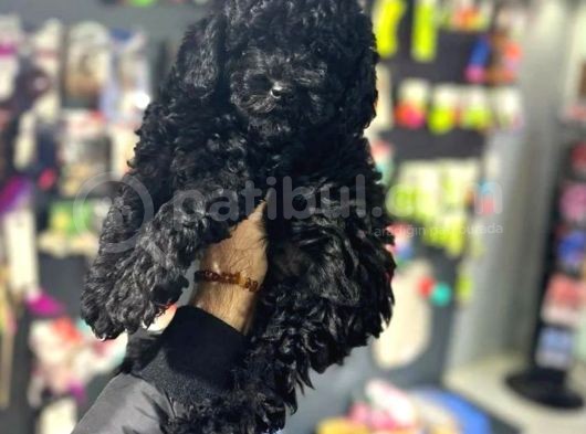 Toypoodle Black Yavrularimiz görsel