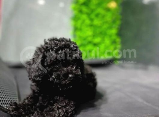 Toypoodle Black Yavrularimiz görsel
