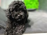 TOYPOODLE BLACK YAVRULARIMIZ