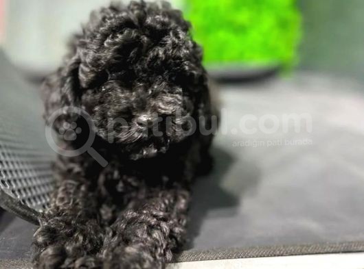 Toypoodle Black Yavrularimiz
