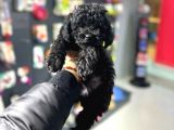 Toypoodle Black Yavrularimiz