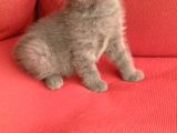 Canlı Peluşlar