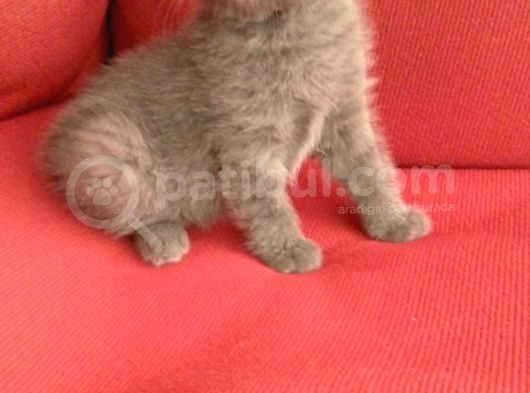 Canlı Peluşlar görsel