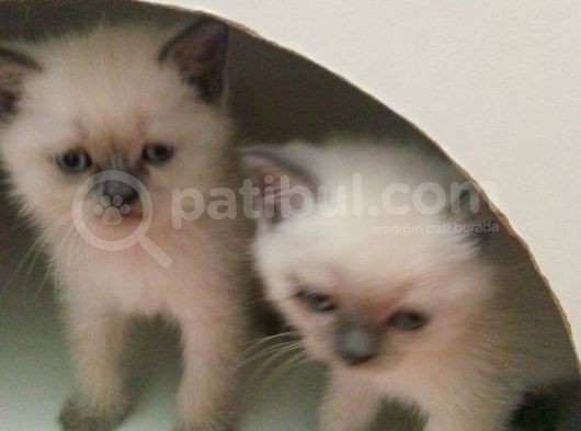 Canlı Peluşlar görsel