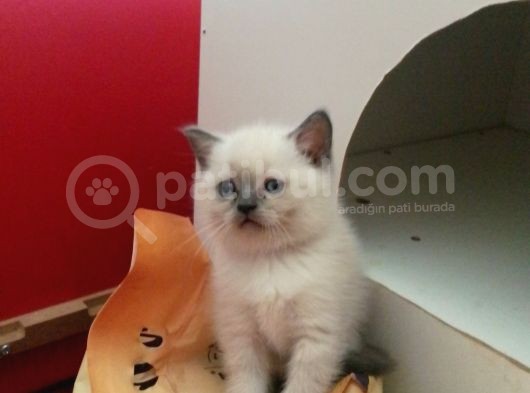 Canlı Peluşlar