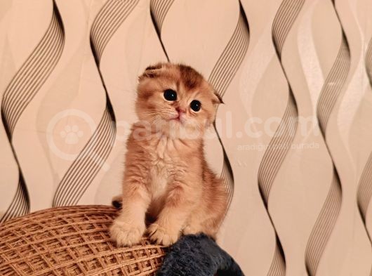 Tek Yavru Kaldı Uygun Son Gün  görsel