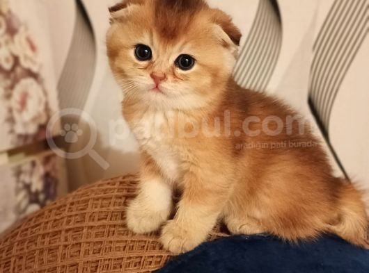 Tek Yavru Kaldı Uygun Son Gün 