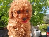 Eşsiz Güzellikteki Toy Poodle Yavrularımız