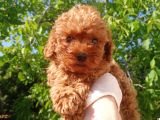 Eşsiz Güzellikteki Toy Poodle Yavrularımız