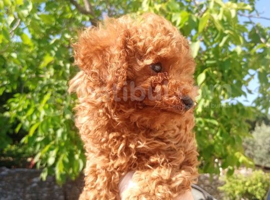 Eşsiz Güzellikteki Toy Poodle Yavrularımız görsel