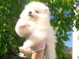 Bu Bebek Çok Başka Pomeranian Bo