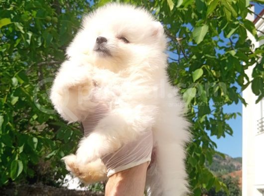 Bu Bebek Çok Başka Pomeranian Bo görsel