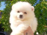 Bu Bebek Çok Başka Pomeranian Bo