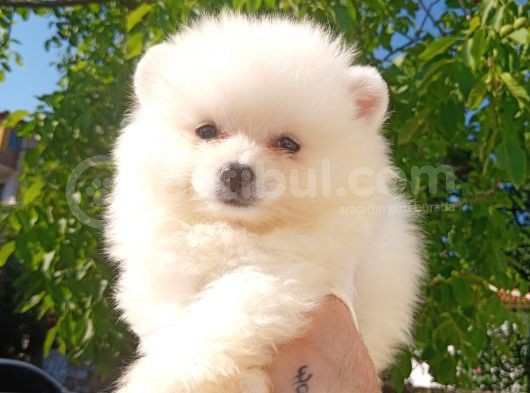 Bu Bebek Çok Başka Pomeranian Bo görsel