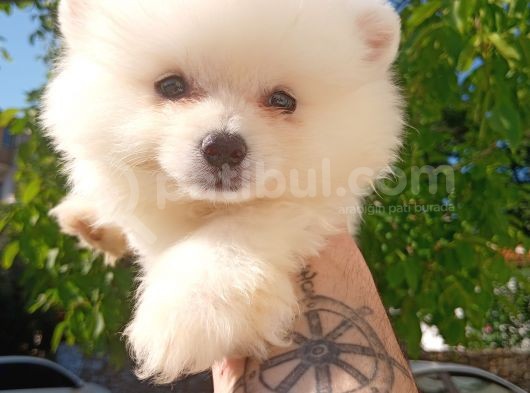 Bu Bebek Çok Başka Pomeranian Bo