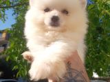 Bu Bebek Çok Başka Pomeranian Bo