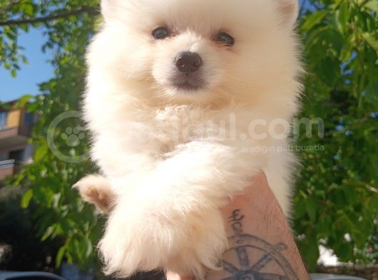 Bu Bebek Çok Başka Pomeranian Bo görsel