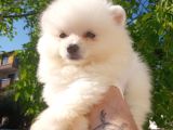 Bu Bebek Çok Başka Pomeranian Bo