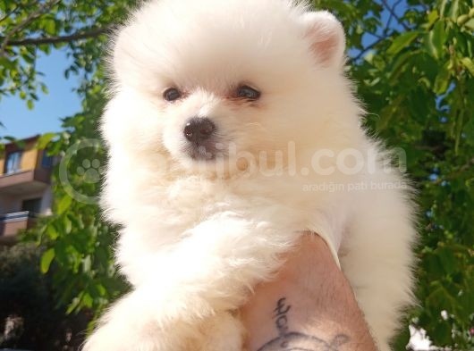 Bu Bebek Çok Başka Pomeranian Bo görsel