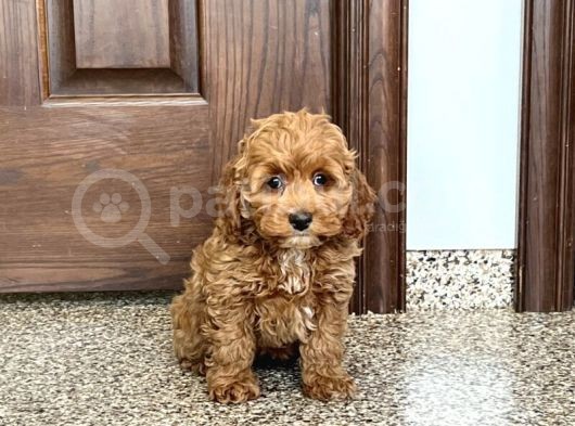 Üst Kali̇te Cockapoo Yavrular görsel