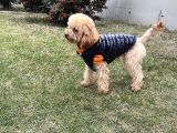 Toy Poodle 1 Buçuk Kg Yetişkin Erkek