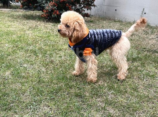 Toy Poodle 1 Buçuk Kg Yetişkin Erkek görsel