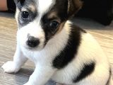 ÜST KALİTE JACK RUSSEL YAVRULAR