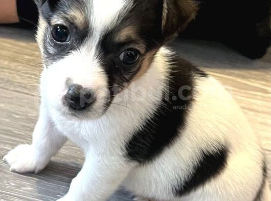 Üst Kali̇te Jack Russel Yavrular