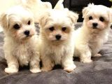 ÜST KALİTE MALTESE TERRIER YAVRULAR