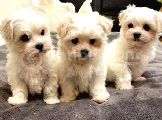Üst Kali̇te Maltese Terrier Yavrular