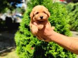 F2 Maltipoo Yavrumuz İstanbul Içi Mağazamızdan Teslim